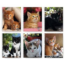 CUADERNO AMERICA GATITOS 29/7 X 80 HJS. CUADRICULADO